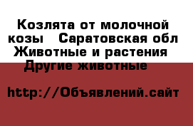 Козлята от молочной козы - Саратовская обл. Животные и растения » Другие животные   